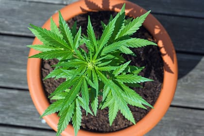 Autorizan a una madre a cultivar plantas de cannabis para tratar a su hijo que sufre el síndrome de Tourette