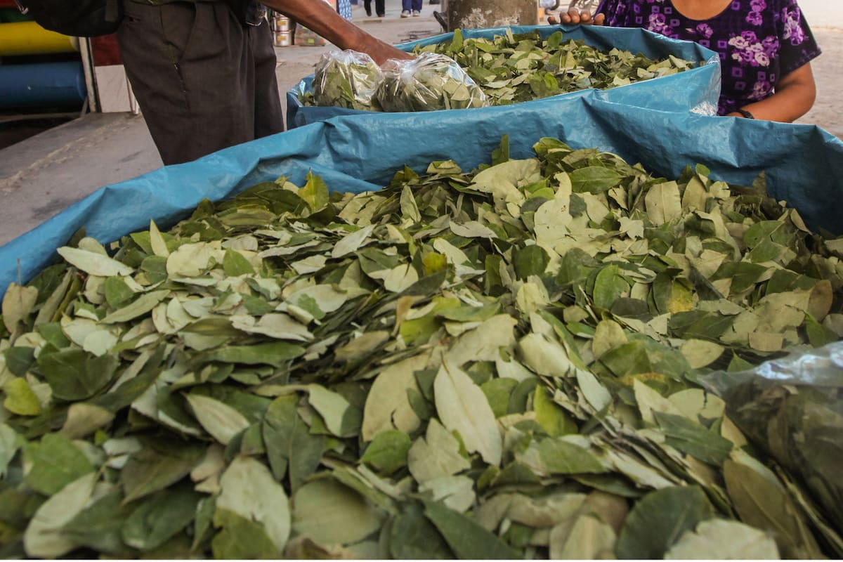 Autorizan la entrega de hojas de coca para "coqueo" en comunidades originarias de Salta y Jujuy
