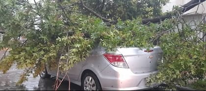 Autos quedaron bajo los árboles