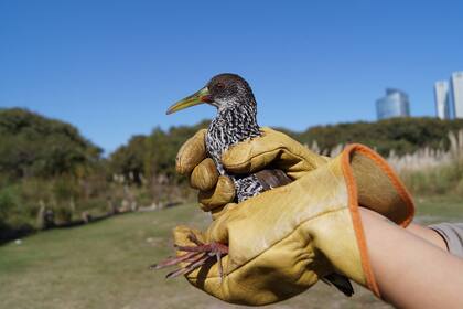 Ave rescatada por el Centro de Rescate de Fauna de la Ciudad de Buenos Aires