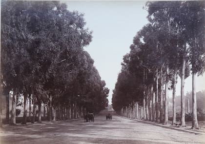 Avenida principal del Paseo del Bosque.