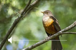 Aves Argentinas