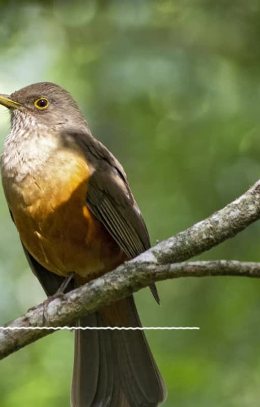Aves Argentinas