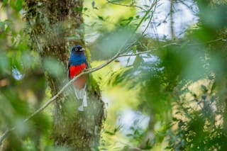 Aves Argentinas, la organización conservacionista más antigua del país, cumple 110 años