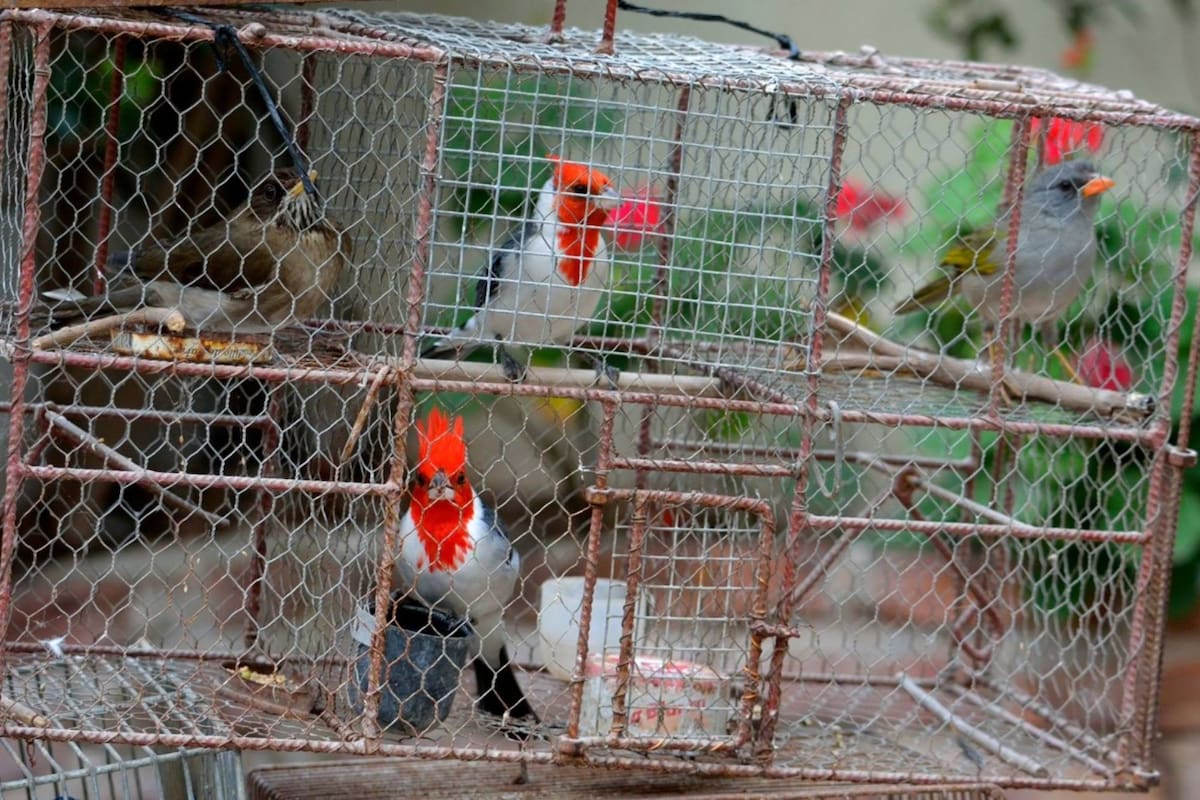Aves Argentinas realizará un festival con el objetivo de concientizar sobre el tráfico ilegal de animales silvestres