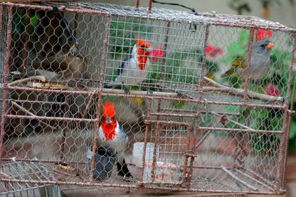 Aves Argentinas realizará un festival con el objetivo de concientizar sobre el tráfico ilegal de animales silvestres