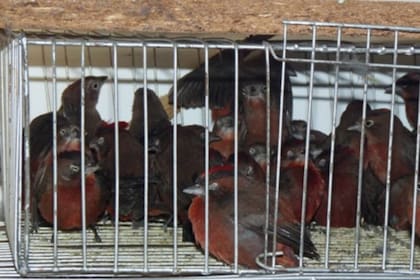 El tráfico ilegal refiere a la captura y comercialización de distintas especies, y es una de las amenazas más grandes que enfrenta la fauna, junto con la modificación y pérdida de hábitat.
