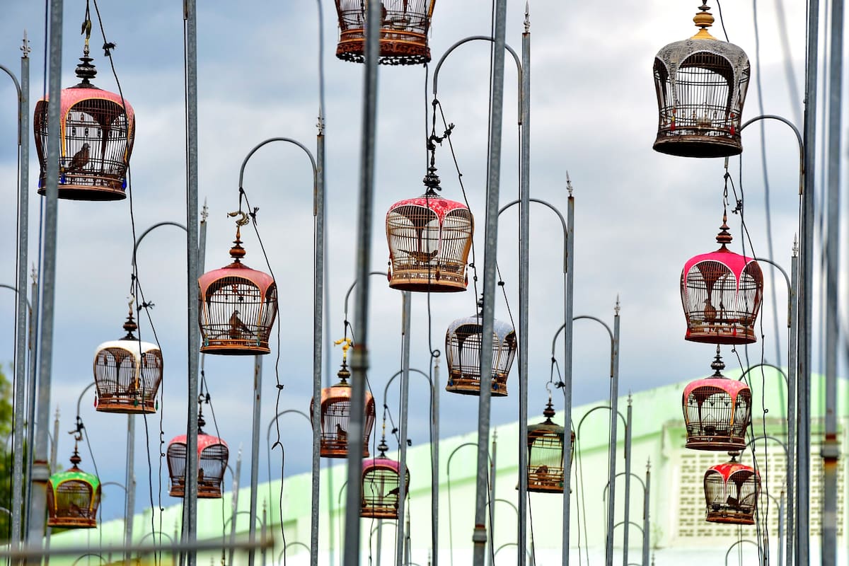 Aves en jaulas durante una competencia de canto de aves en el sur de Tailandia. Edición fotográfica: Jesica Rizzo