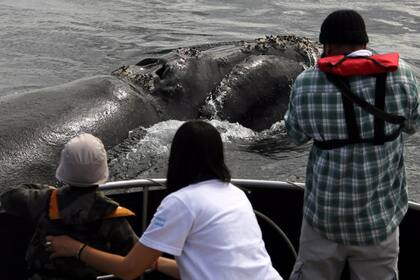 Avistaje de ballenas en Puerto Pirámides