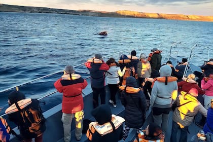 Avistaje de Ballenas en Puerto Pirámides