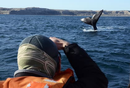 Avistaje de ballenas en Puerto Pirámides, Chubut