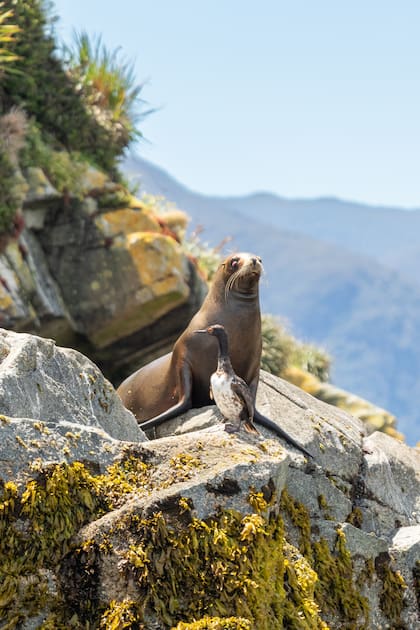 Avistaje de fauna en la navegación hacia los islotes Las Hermanas, a los que se accede desde Raúl Marín.