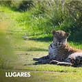 Por qué ahora es más probable ver al felino más impactante del país