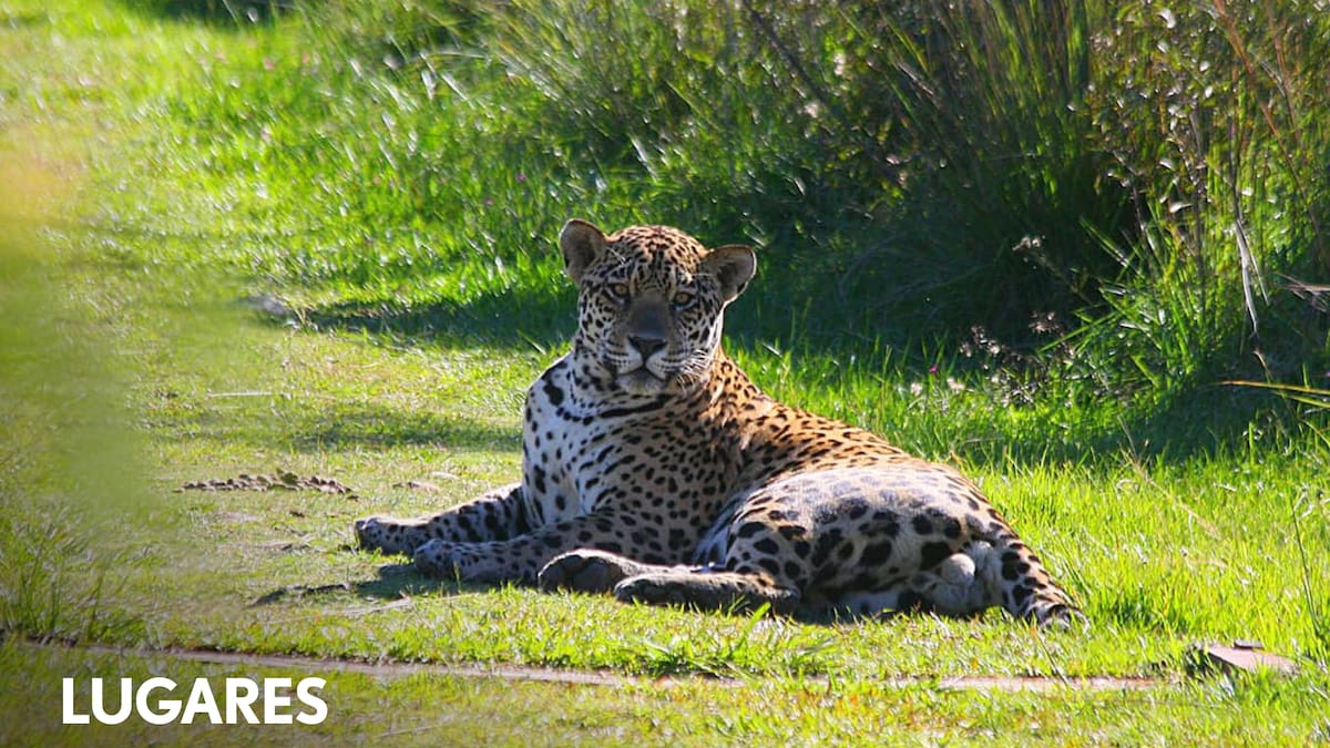 Por qué ahora es más probable ver en Iberá al felino más impactante del país