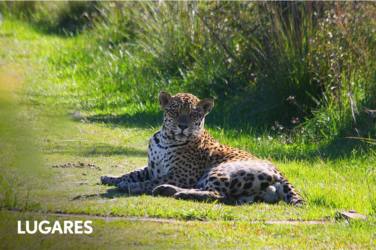 Avistaje de Ombú en un sendero de Iberá
