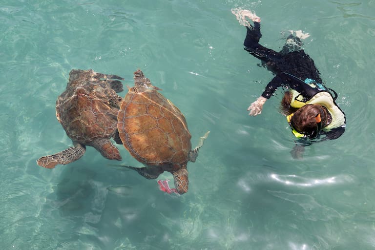Avistaje de tortugas en Playa Piskado, Curaçao