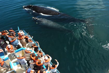 Avistaje en lancha de la ballena franca austral.