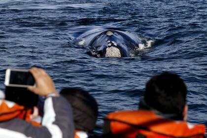 Hay seis empresas habilitadas que ofrecen un servicio de navegación que acerca a los turistas a las aguas oceánicas donde se encuentran los animales