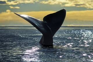 Premian a Península Valdés como el mejor avistaje de ballenas de América