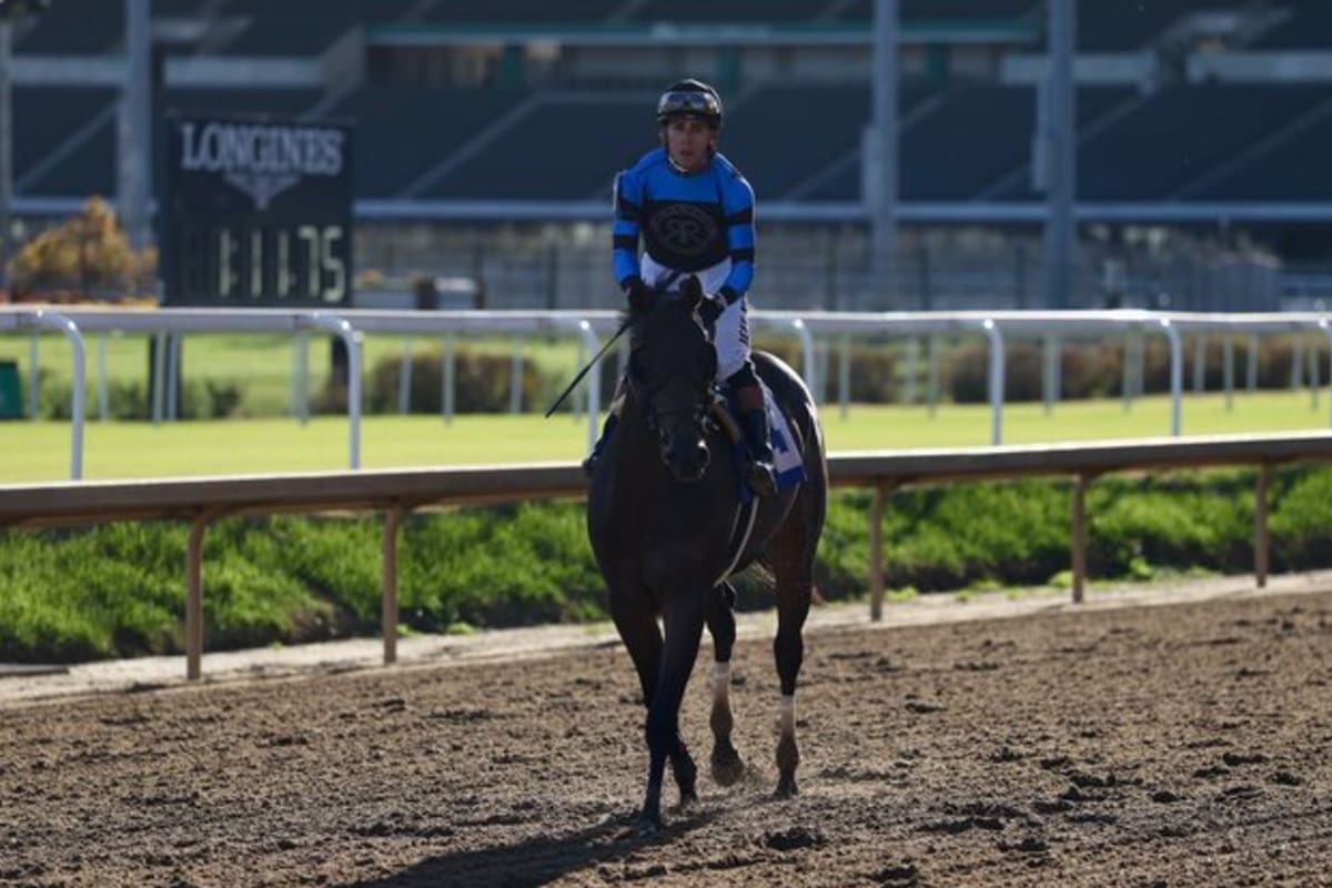 Awesome Hawaiian, el potrillo que estaba destinado a un matadero y torció el destino a partir de un rescate