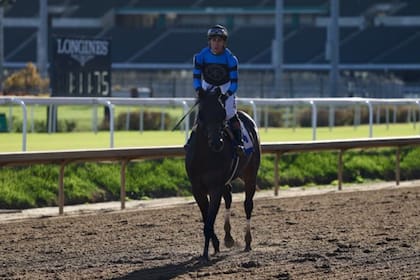 Awesome Hawaiian, el potrillo que estaba destinado a un matadero y torció el destino a partir de un rescate