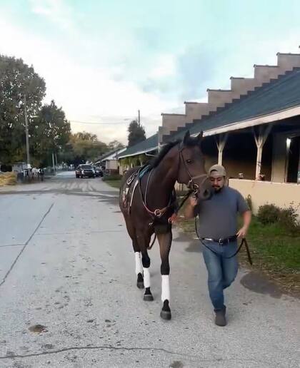 Awesome Hawaiian en el stud, paseando junto con su peón, tras ser recuperado y llegar al entrenamiento