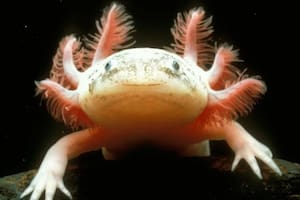 Axolote mexicano