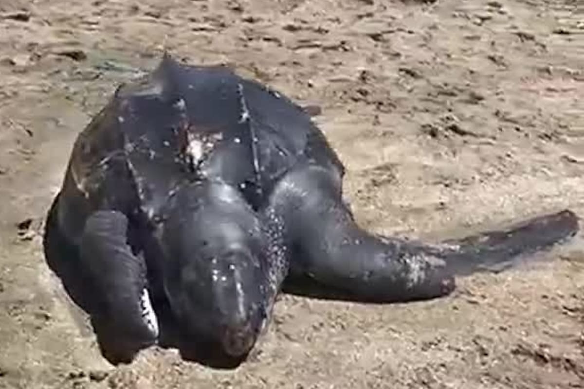 Ayer, apareció en las playas de Cariló una tortuga laúd