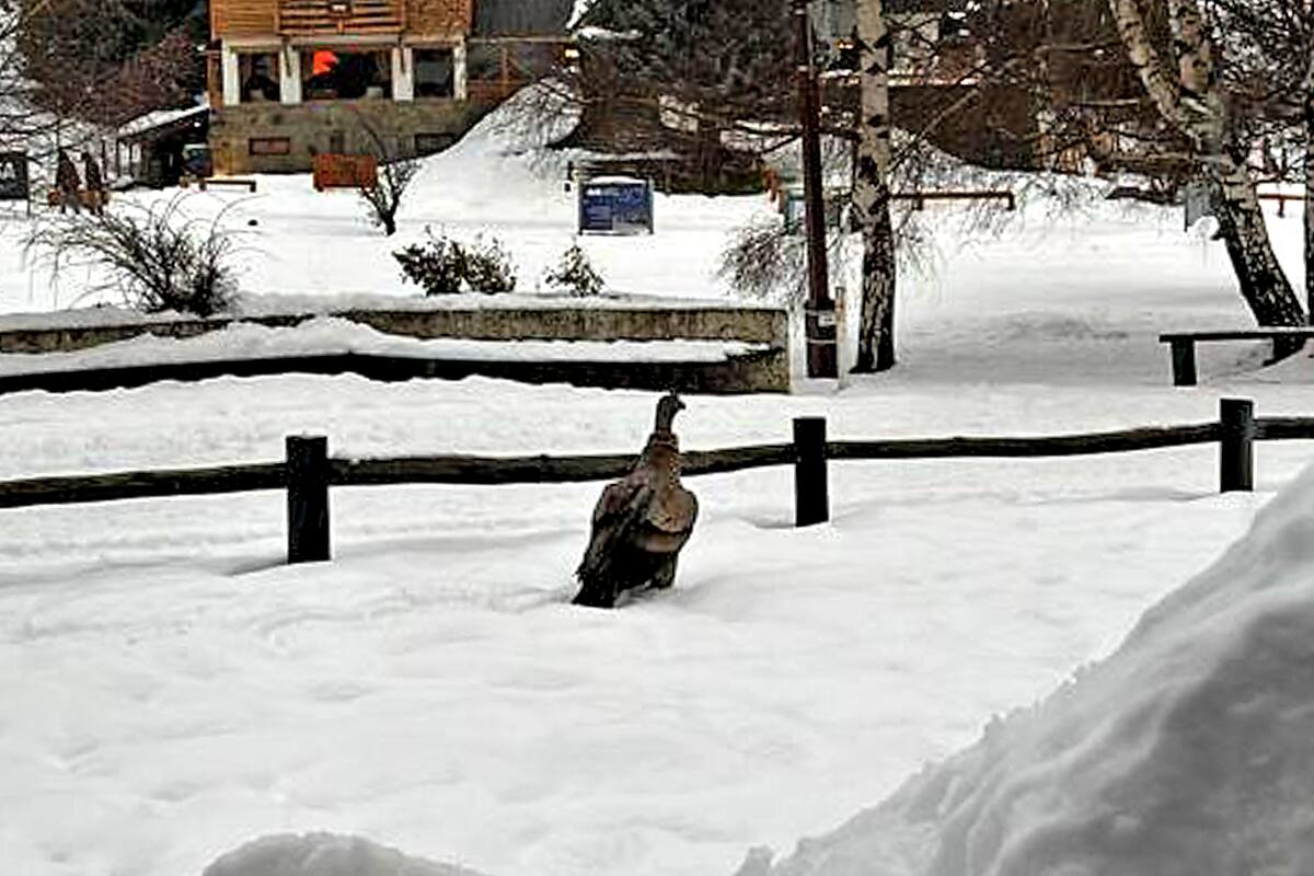 Ayer un macho juvenil de cóndor, por razones aún desconocidas, descendió a la base del cerro Catedral, una zona muy concurrida