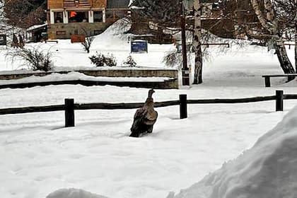 Ayer un macho juvenil de cóndor, por razones aún desconocidas, descendió a la base del cerro Catedral, una zona muy concurrida