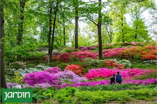 La historia detrás de los siete jardines botánicos que conservan el futuro de las plantas del planeta