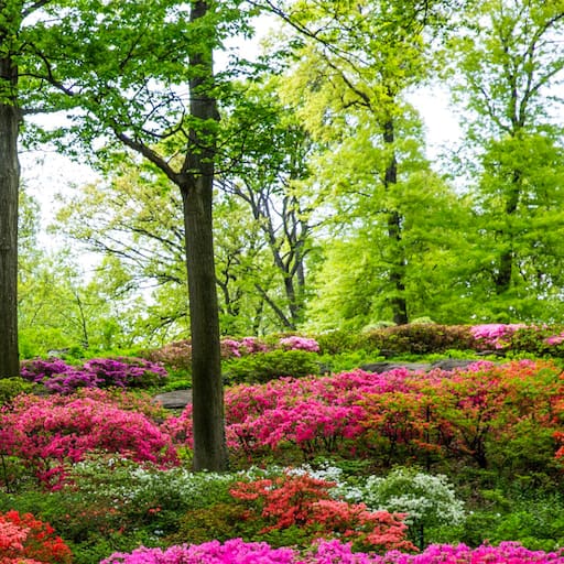 Azaleas en flor en el Jardín Botánico de Nueva York