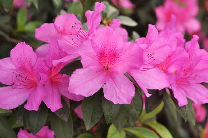 Azaleas japonesas (Rhododendron japonicum), una postal clásica de la primavera en nuestra zona. ¿Pero no era invierno hasta ayer?