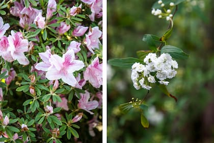 Azaleas y corona de novia, dos especies que, si se podan fuera de época, pueden perder buena parte de su floración