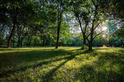 Los bosques con árboles de especies variadas y añosos son el gran tesoro del lugar