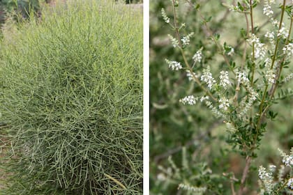 Baccharis articulata y Aloysia gratissima, dos especies silvestres de fácil mantenimiento