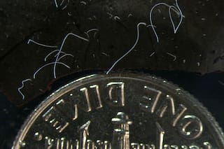 Descubren una bacteria gigante, que se puede observar a simple vista