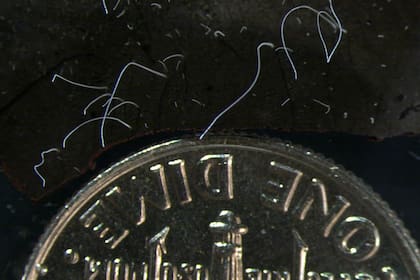 Bacterias de la especie 'Thiomargarita magnifica', con una moneda de 10 centavos de dólar
