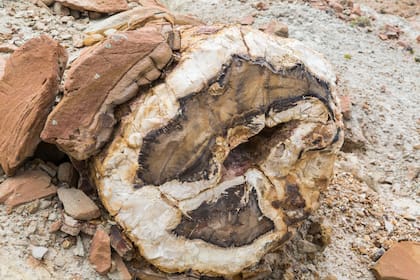 Bosque Petrificado en Bahía Bustamante.