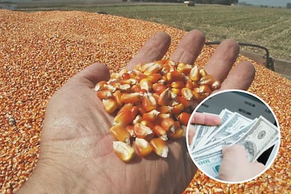 Bajaron embarques de maíz y de trigo, entre otros productos