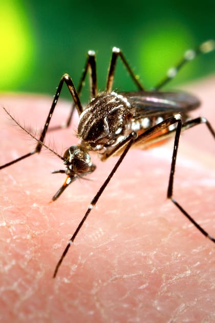 Bajaron las temperaturas y los mosquitos invadieron los jardines.