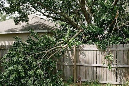 Bajo el derecho común de Florida, un propietario no es responsable por los daños que causen las ramas o raíces de sus árboles sanos en las propiedades vecinas