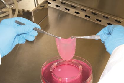 Bajo la premisa de “Comé carne, no animales”, utilizaron técnicas de cultivo para desarrollar un sustituto de la producción de carne tradicional