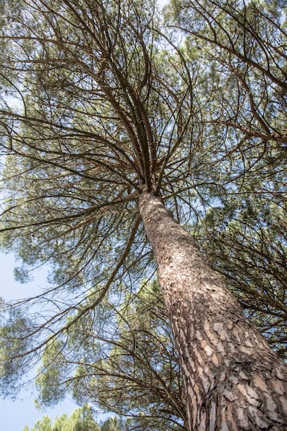 Bajo la sombra de un Pinus pinea
