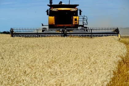 Buenas noticias para la campaña de granos finos: baja el precio de la urea y sube el del trigo