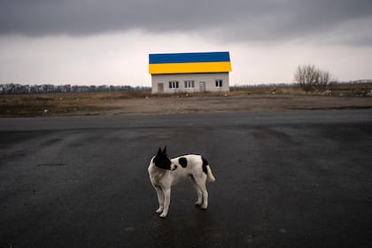Bajo un cielo gris, plomizo, un perro se para delante de la lente de Abd y parece mirar desconcertado