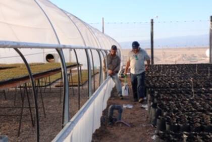 Balboni trabaja en su vivero mientras espera que sus plantas de pistachos empiecen a dar sus frutos