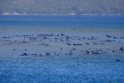 Este episodio se convirtió en la mayor muerte de ballenas en Australia