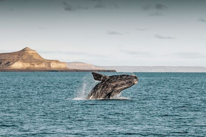Ballena en Puerto Madryn, una postal imperdible.