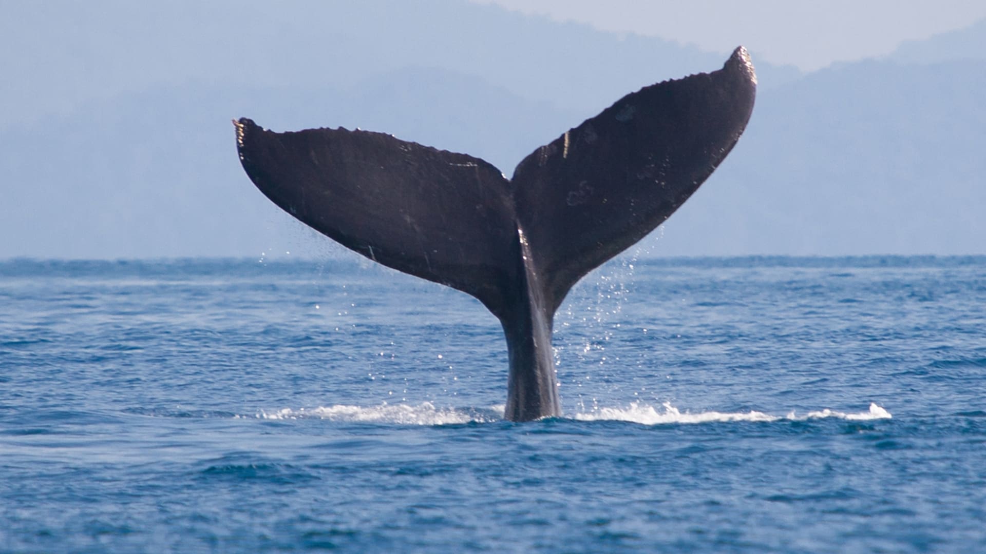 Ballena franca austral